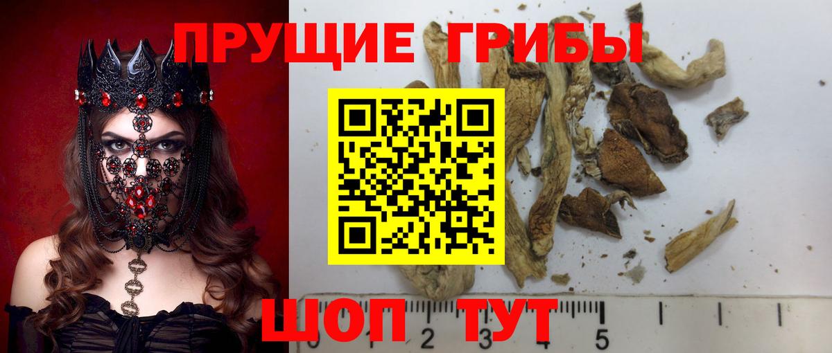 Псилоцибиновые грибы Psilocybine cubensis Псков