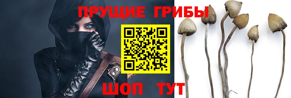 Псков  Псилоцибиновые грибы Psilocybe  Вход с VPN  Галлюциногенные грибы мухоморы 